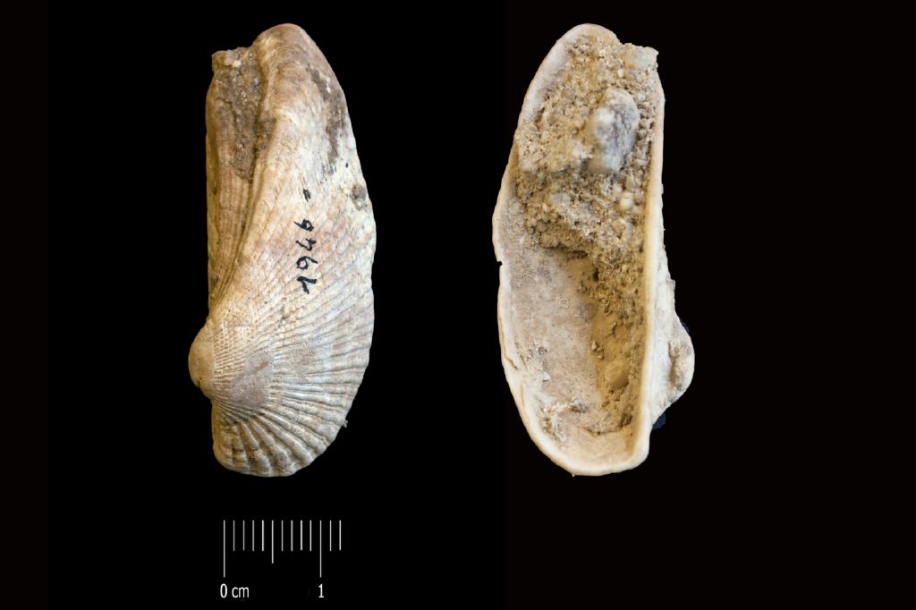 Fossile (invertebrato, esemplare)