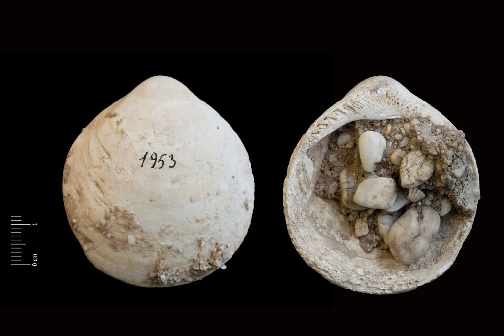 Fossile (invertebrato, esemplare)