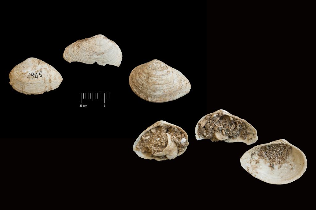 Fossile (invertebrato, serie)