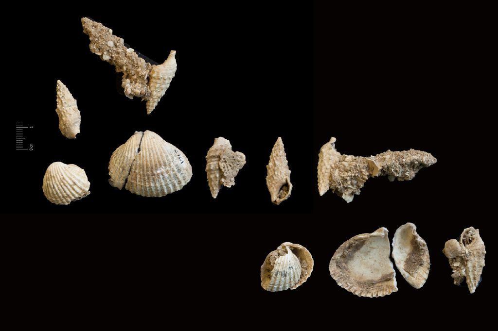 Fossile (invertebrato, associazione fossile)