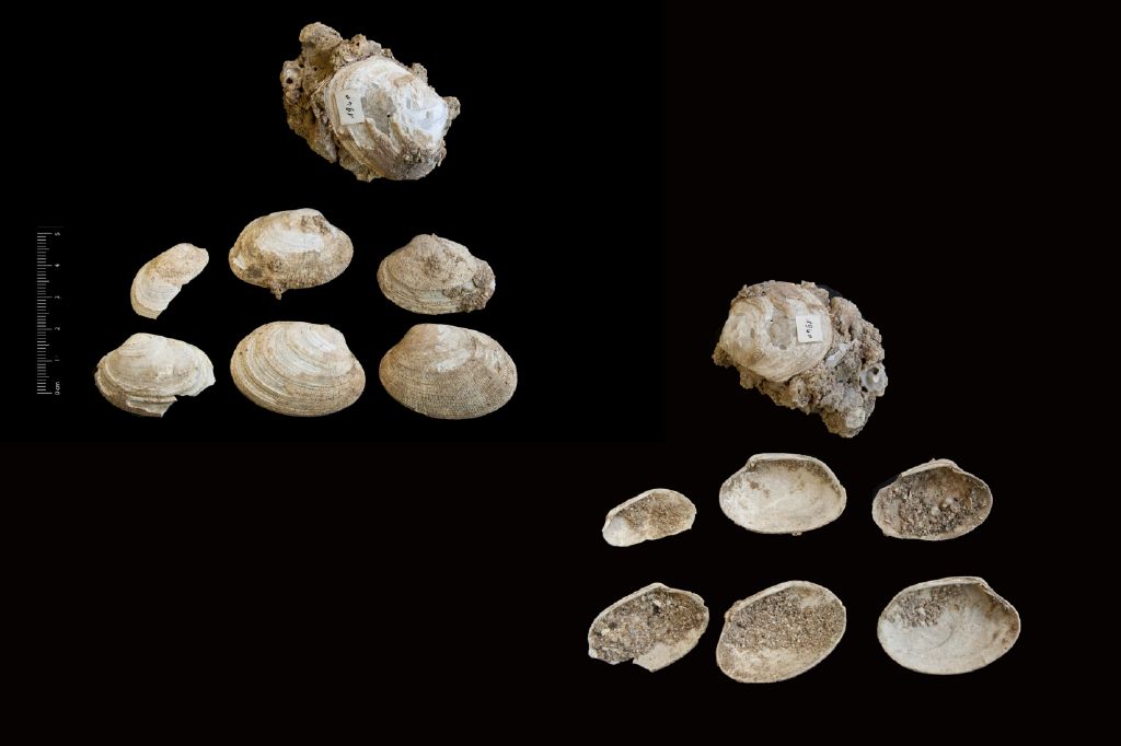 Fossile (invertebrato, serie)