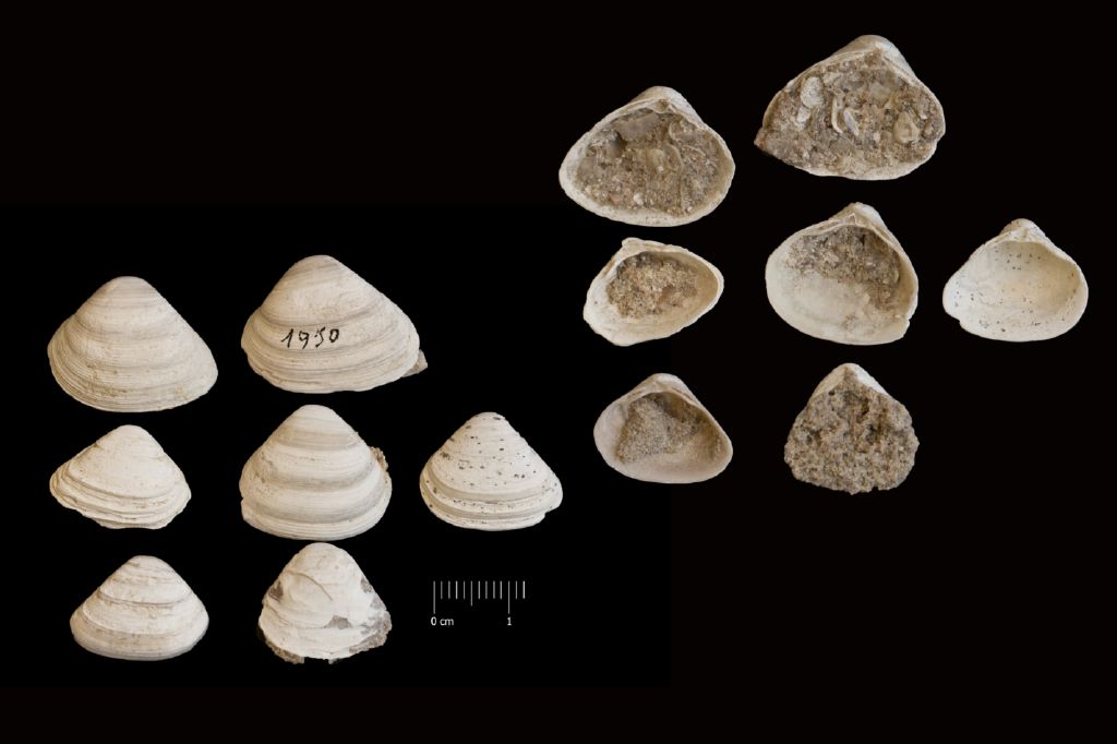 Fossile (invertebrato, serie)