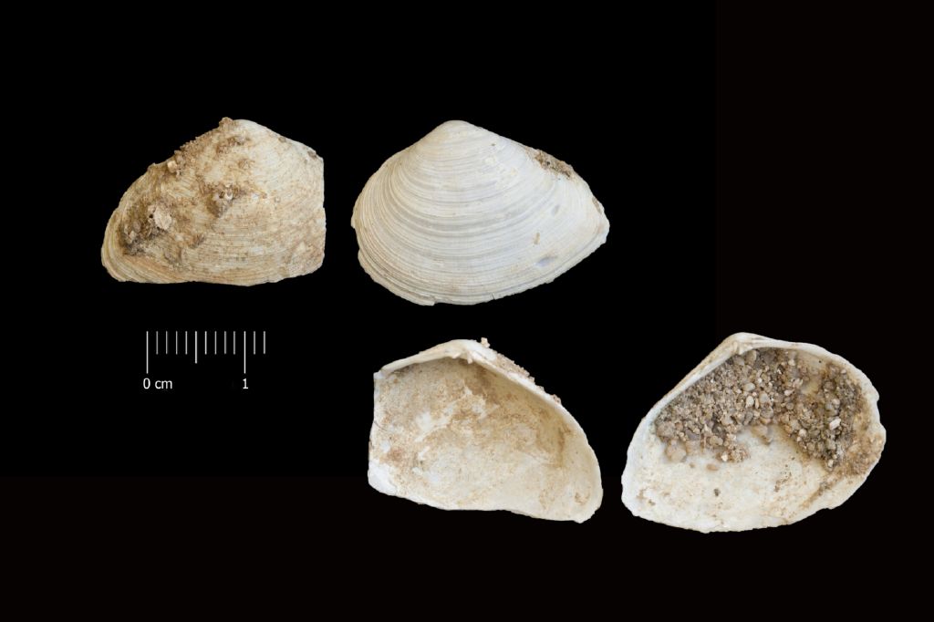 Fossile (invertebrato, serie)