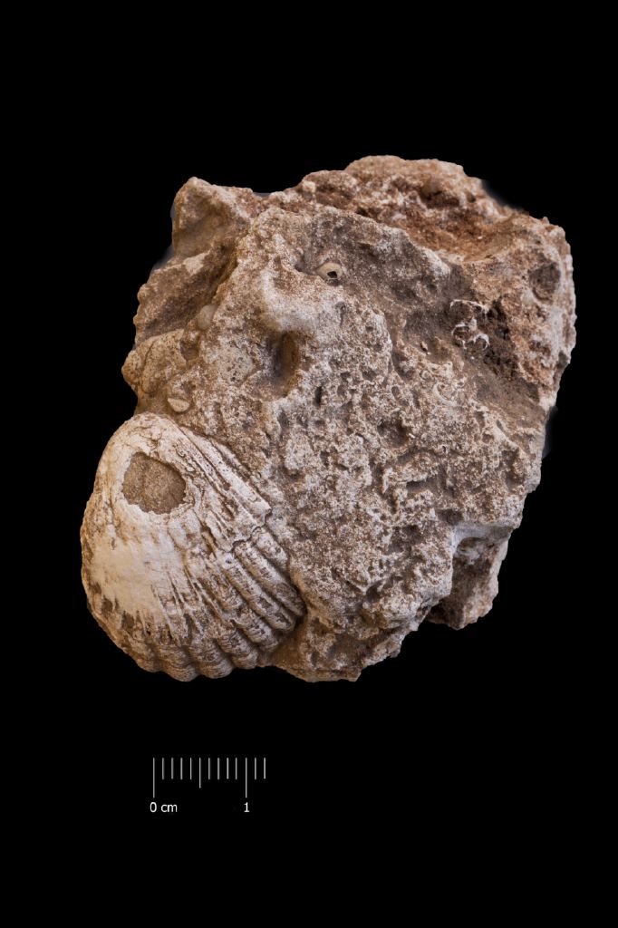 Fossile (invertebrato, esemplare)