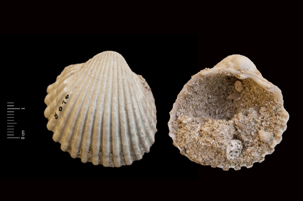 Fossile (invertebrato, esemplare)