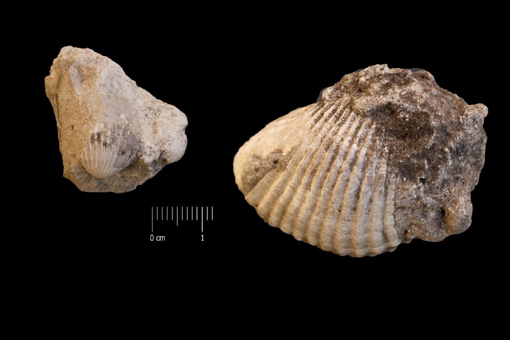 Fossile (invertebrato, serie)