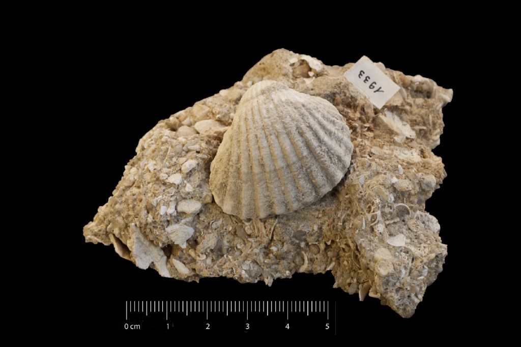 Fossile (invertebrato, serie)