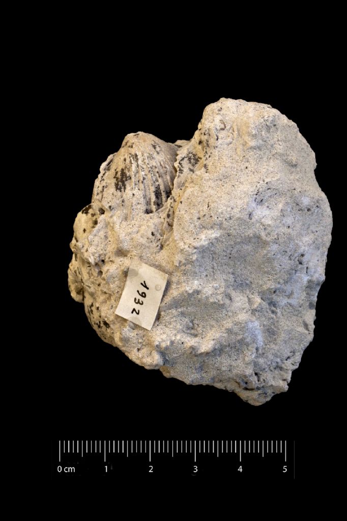 Fossile (invertebrato, esemplare)