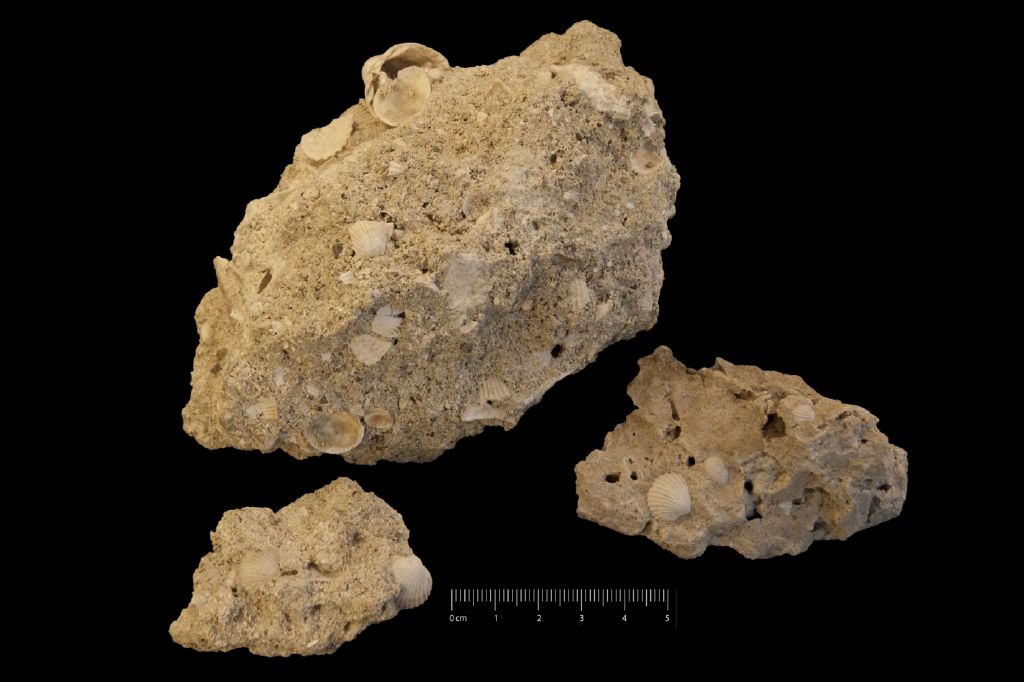 Fossile (invertebrato, serie)