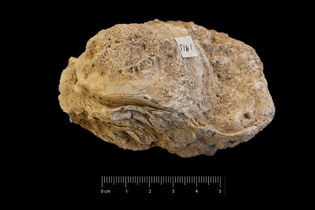 Fossile (invertebrato, esemplare)