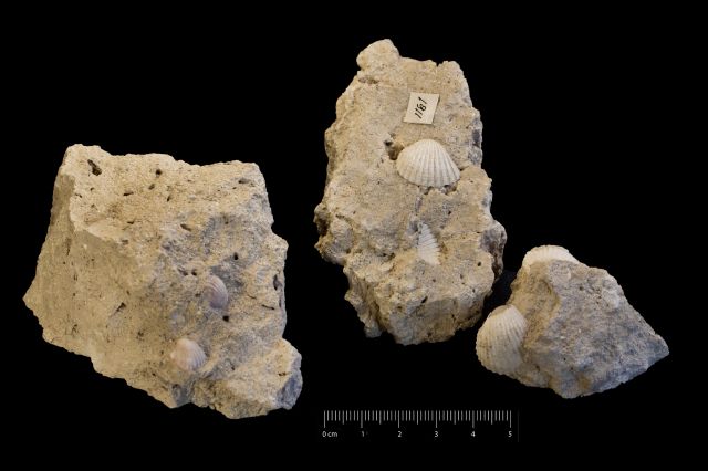 Fossile (invertebrato, serie)