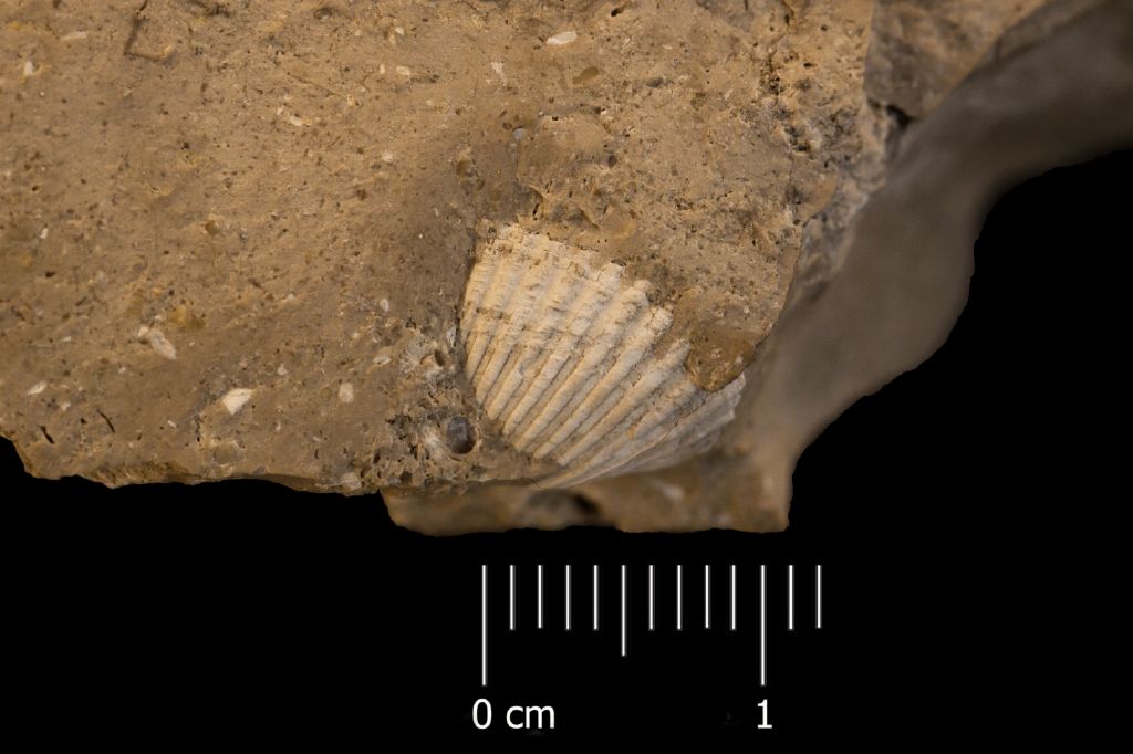 Fossile (invertebrato, serie)