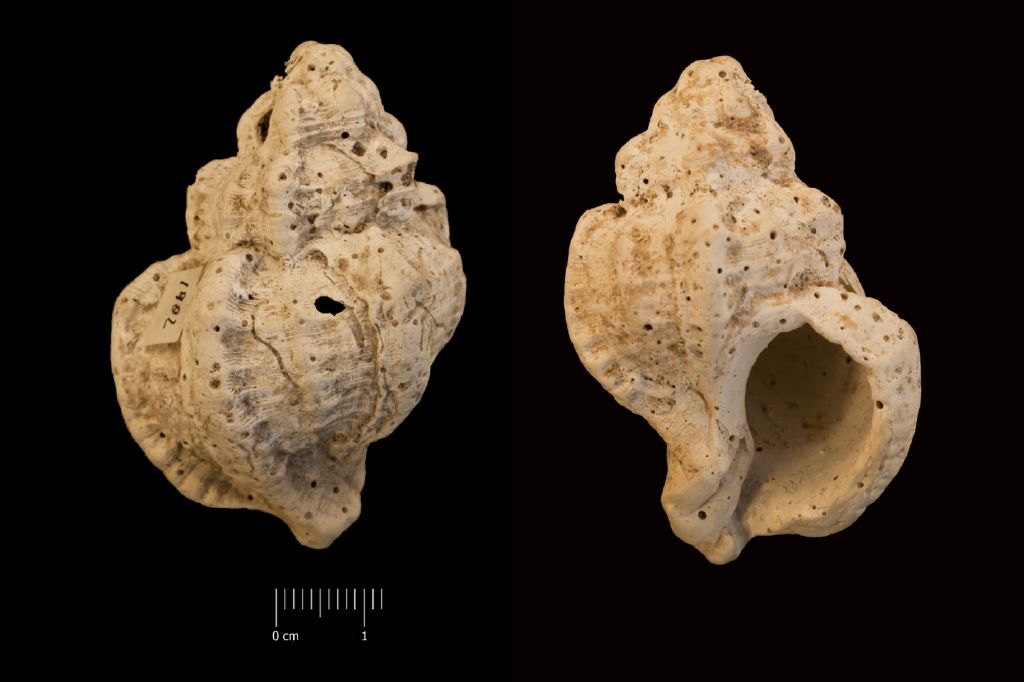 Fossile (invertebrato, esemplare)