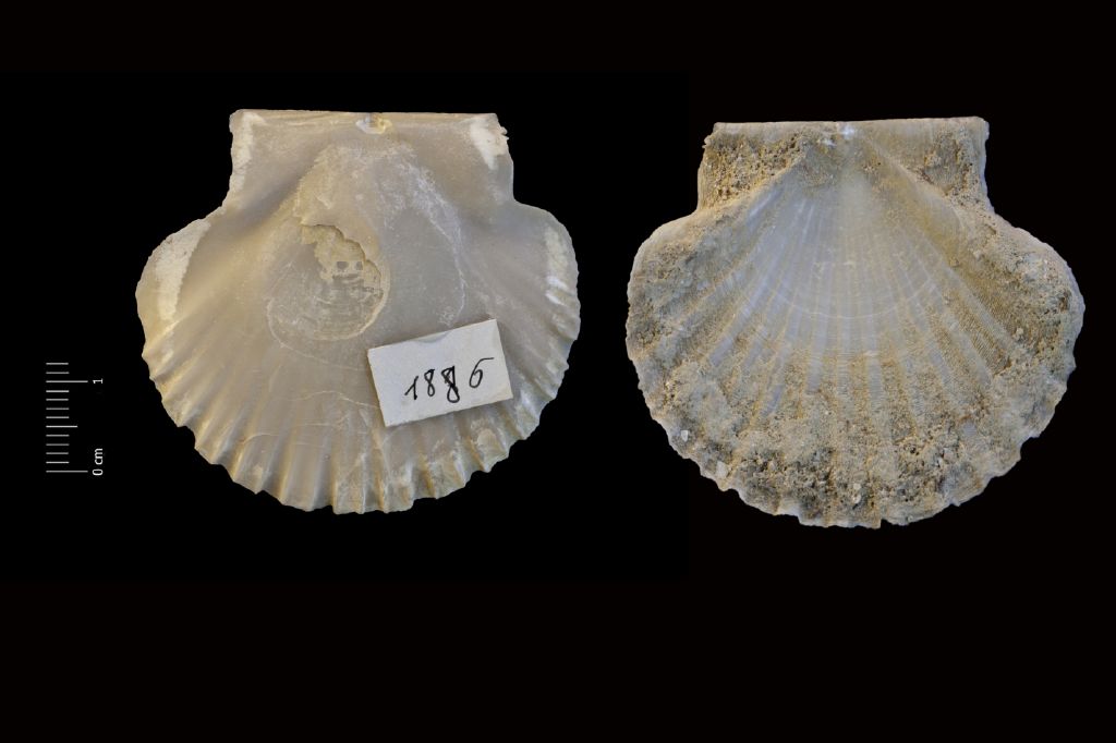 Fossile (invertebrato, esemplare)