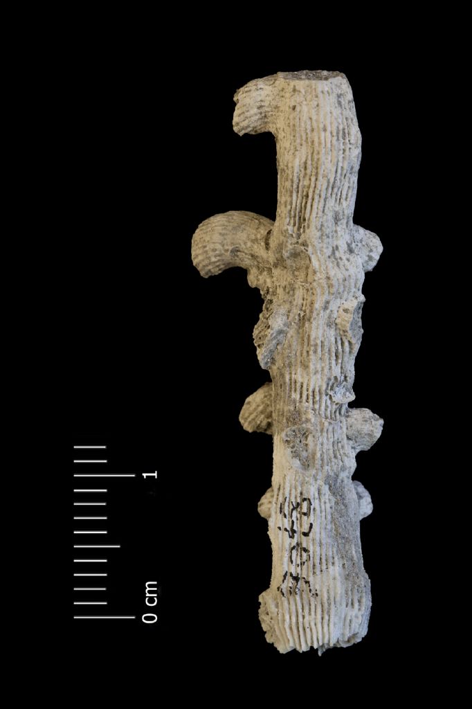 Fossile (invertebrato, esemplare)