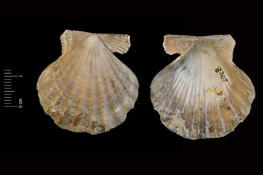 Fossile (invertebrato, esemplare)
