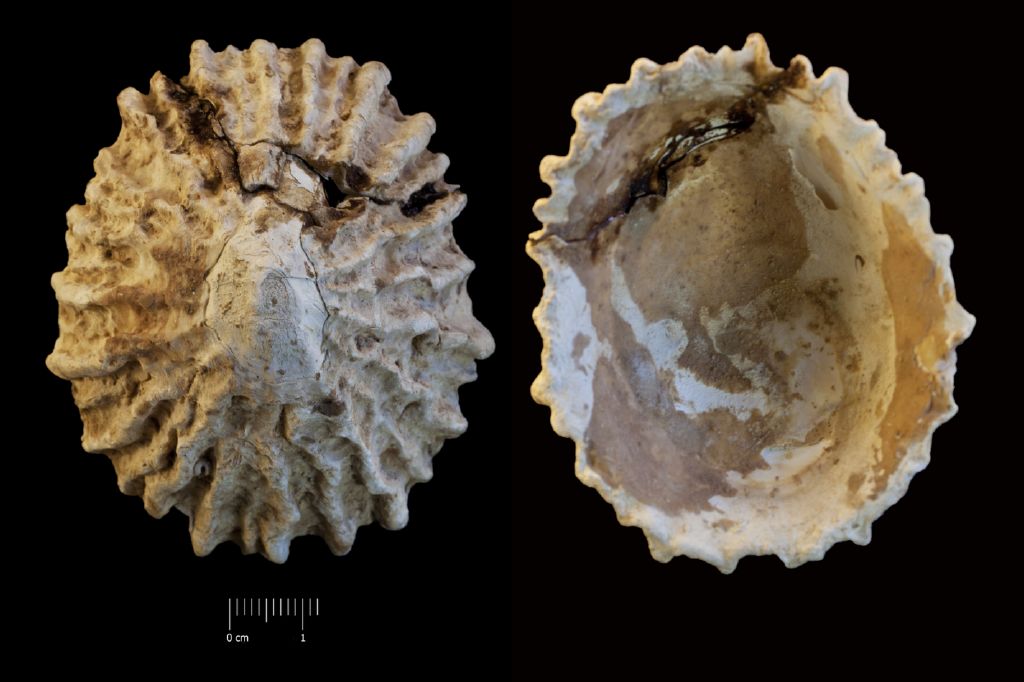 Fossile (invertebrato, esemplare)