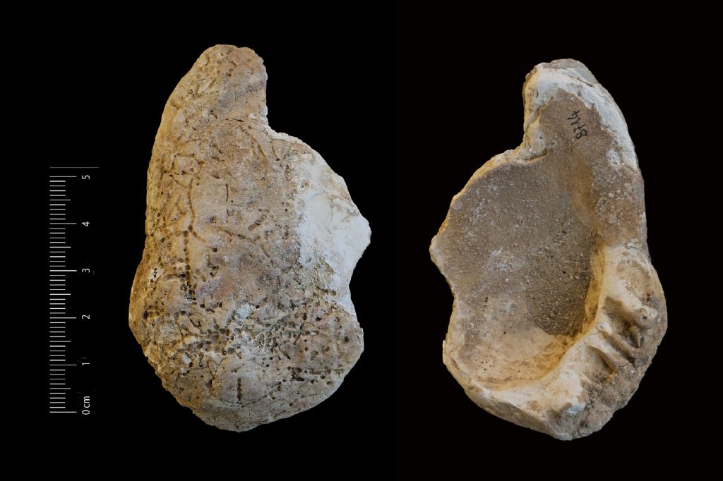Fossile (invertebrato, esemplare)