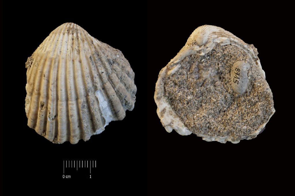 Fossile (invertebrato, esemplare)