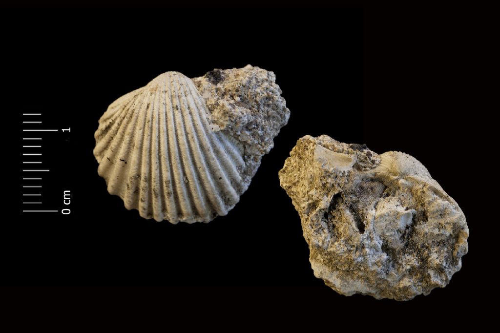 Fossile (invertebrato, esemplare)