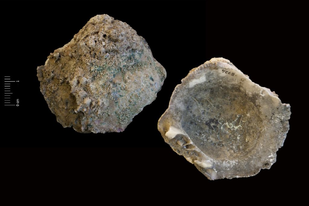 Fossile (invertebrato, esemplare)