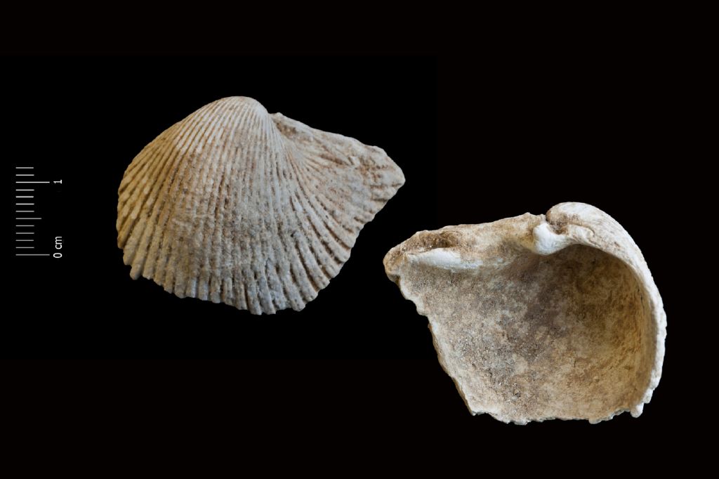 Fossile (invertebrato, esemplare)