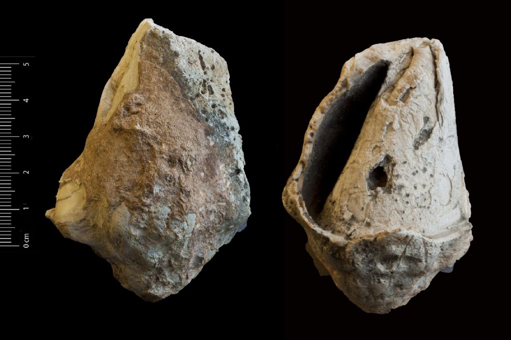 Fossile (invertebrato, esemplare)