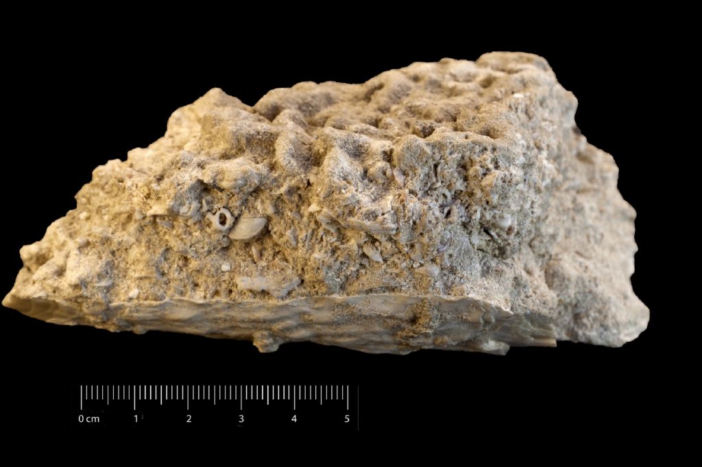 Fossile (invertebrato, esemplare)