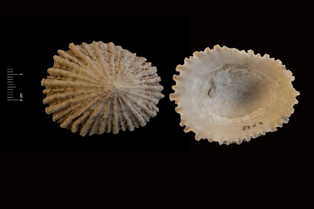 Fossile (invertebrato, esemplare)