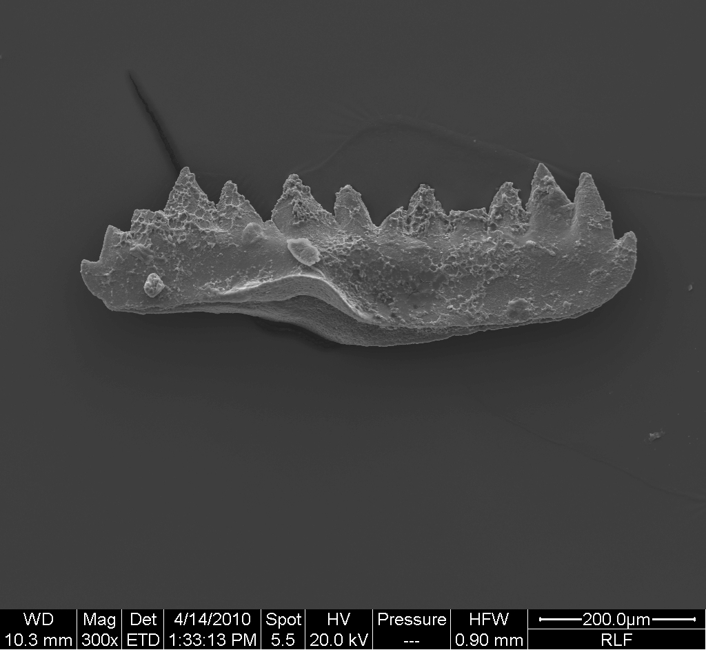 Preparato per microscopio (fossile, esemplare)