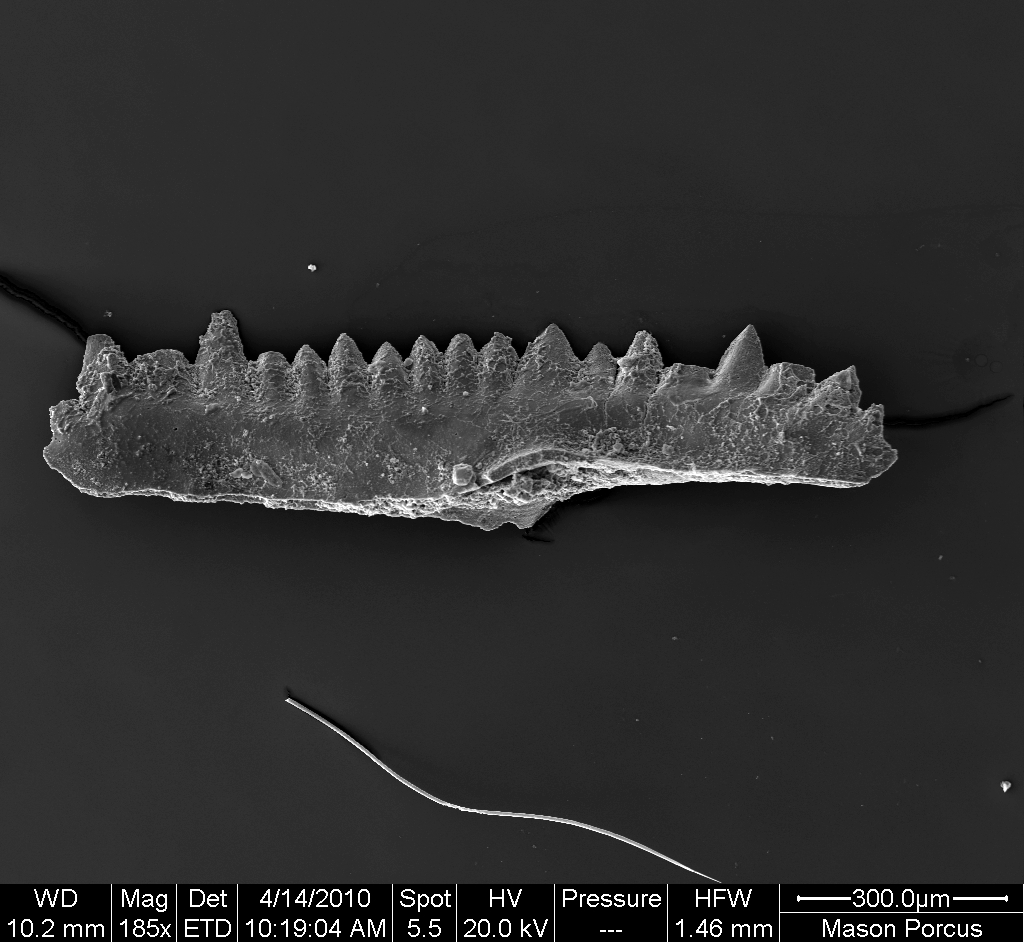 Preparato per microscopio (fossile, esemplare)