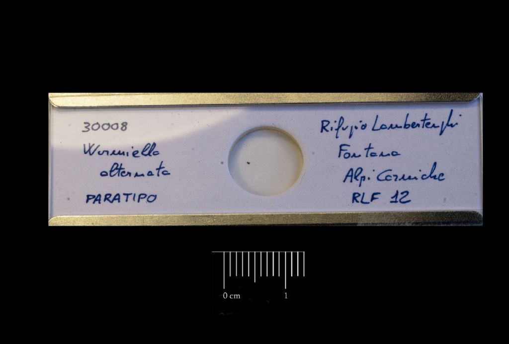 Preparato per microscopio (fossile, esemplare)