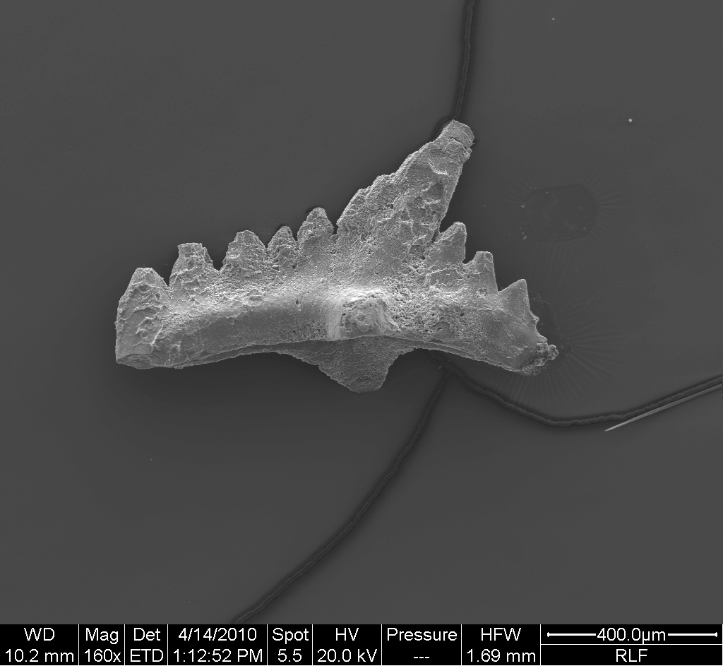 Preparato per microscopio (fossile, esemplare)