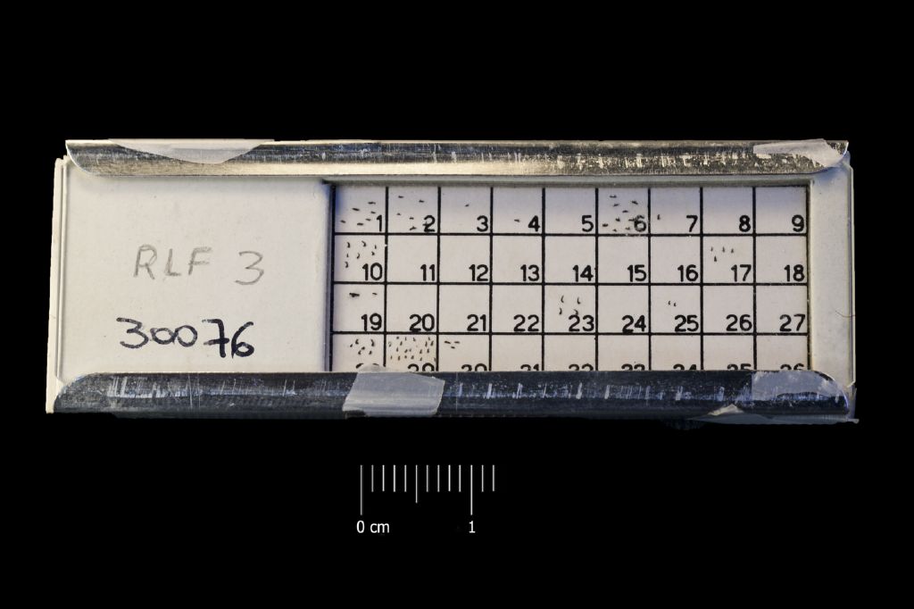 Preparato per microscopio (fossile, associazione fossile)