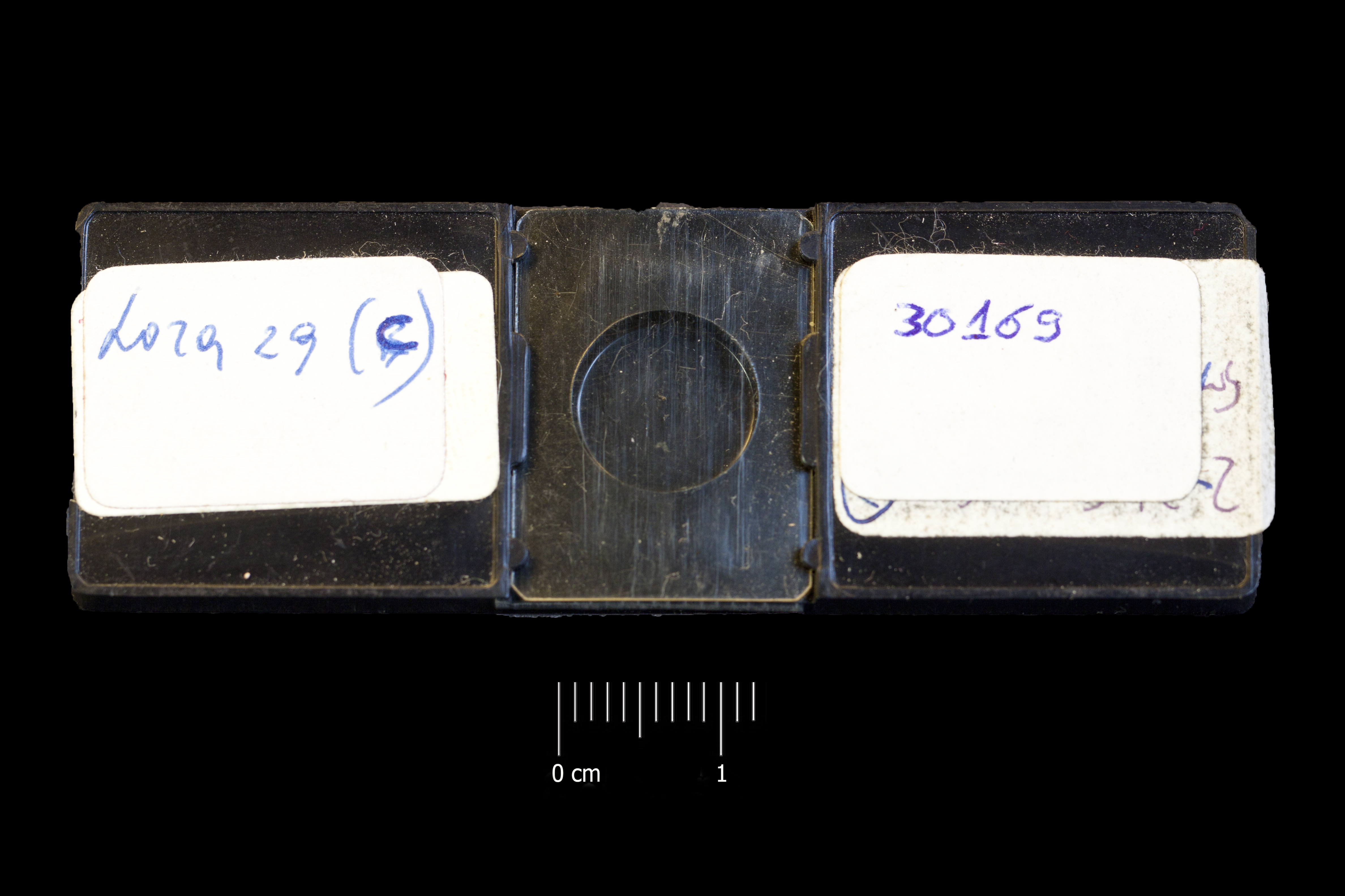 Preparato per microscopio (fossile, associazione fossile)