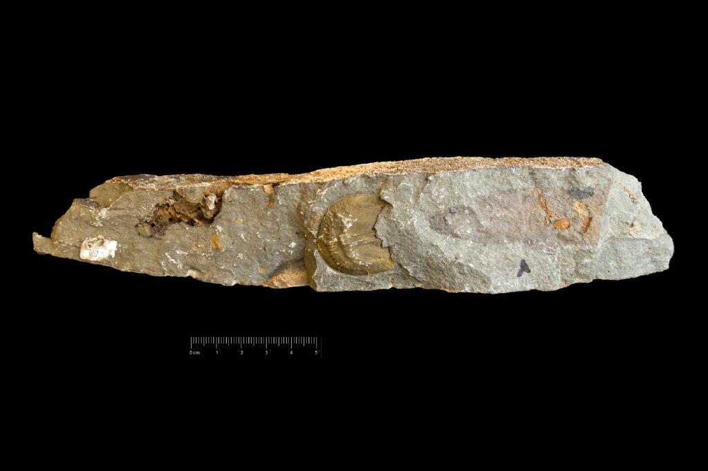 Fossile (invertebrato, collezione)