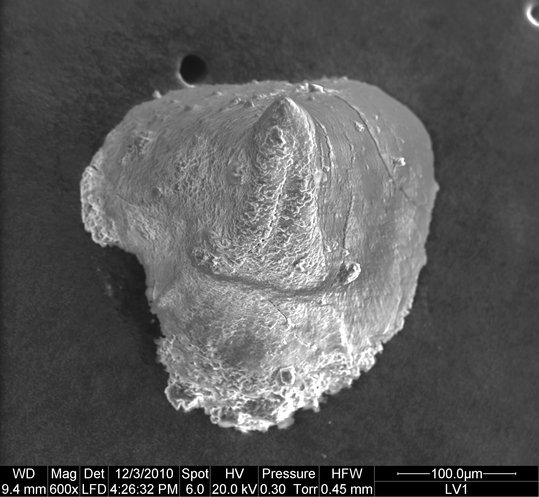 Preparato per microscopio (fossile, associazione fossile)