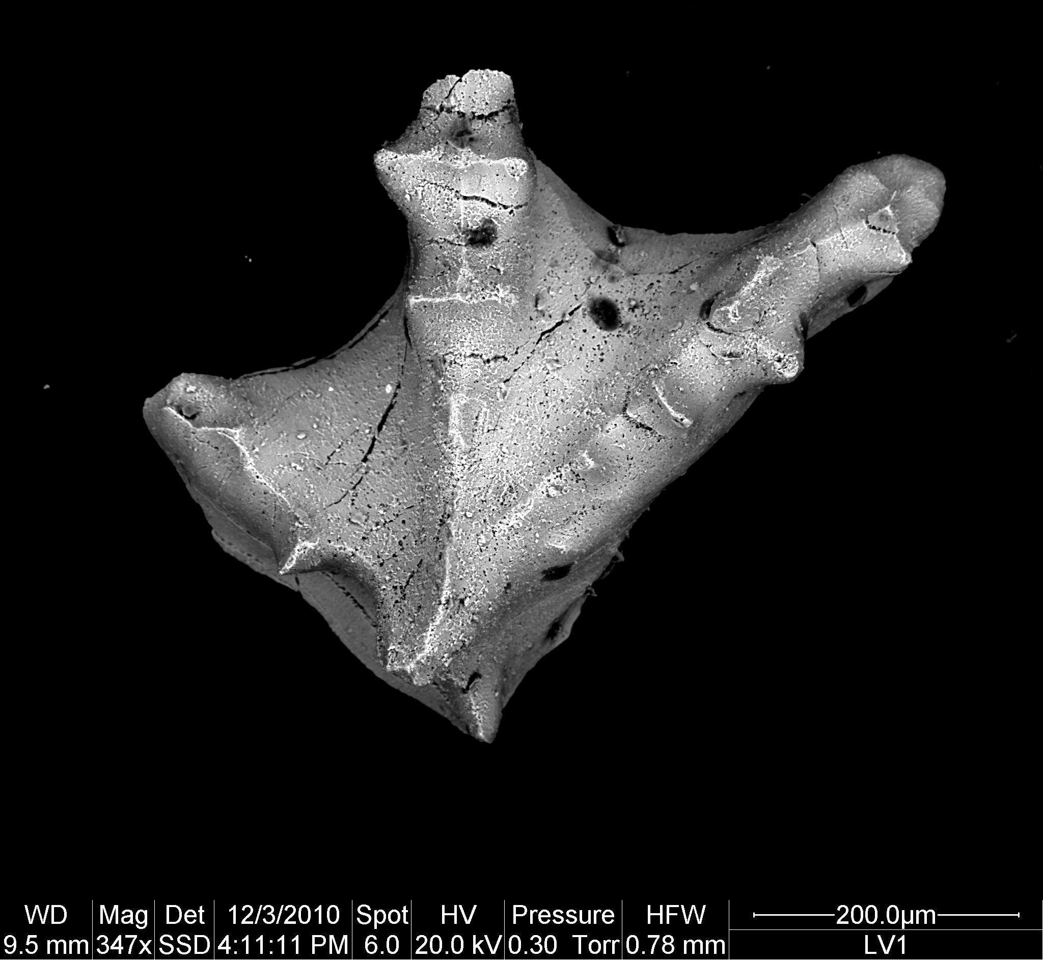 Preparato per microscopio (fossile, associazione fossile)