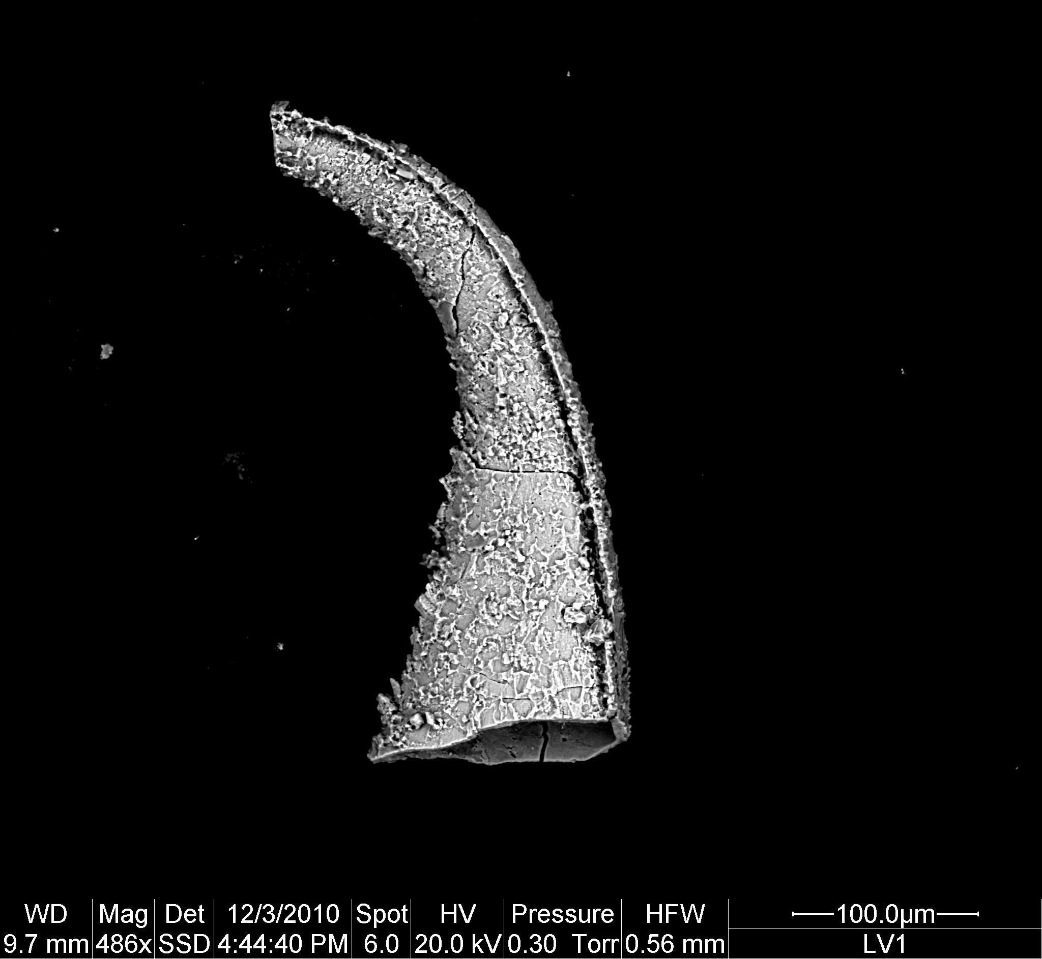 Preparato per microscopio (fossile, associazione fossile)