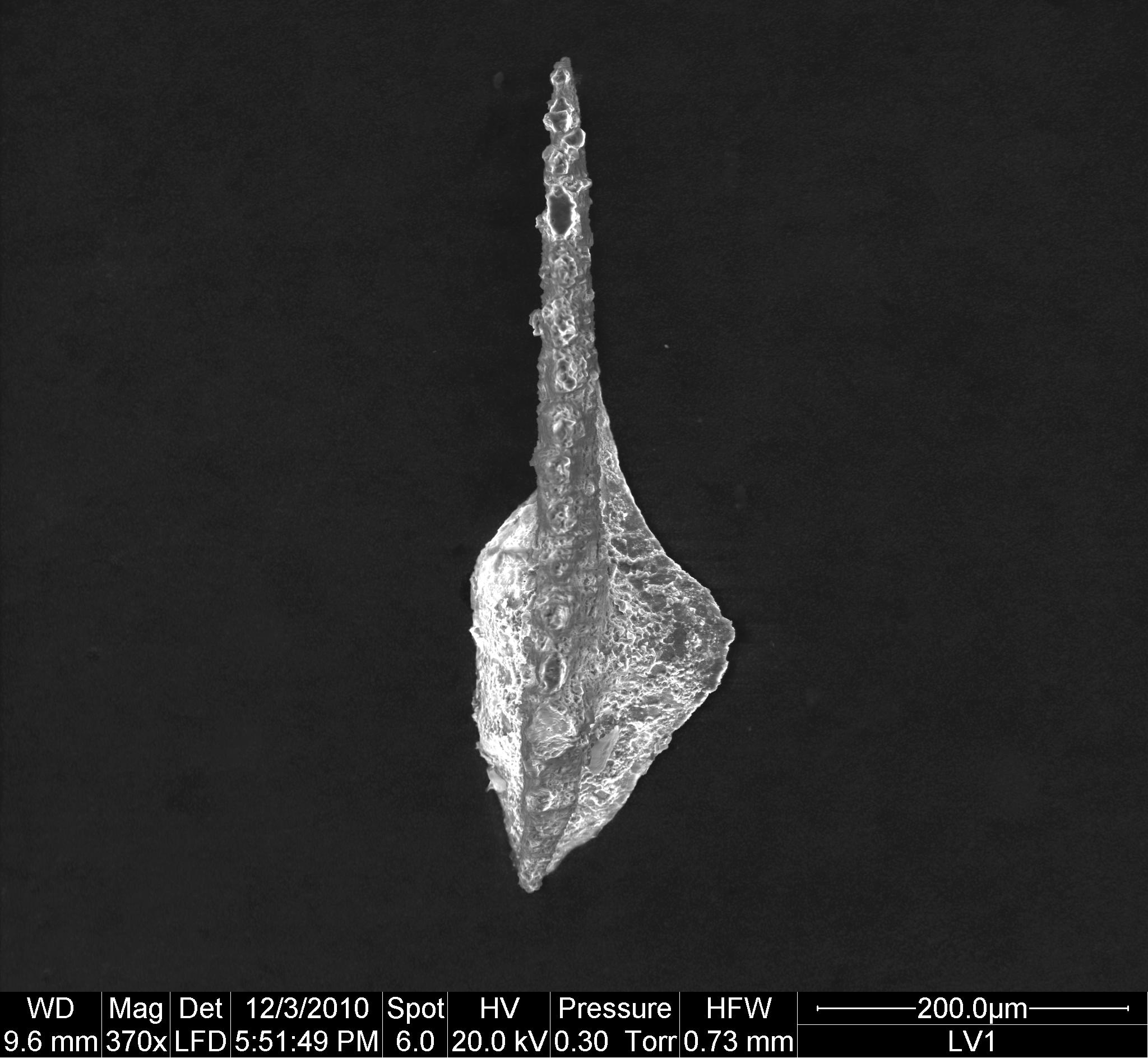 Preparato per microscopio (fossile, associazione fossile)