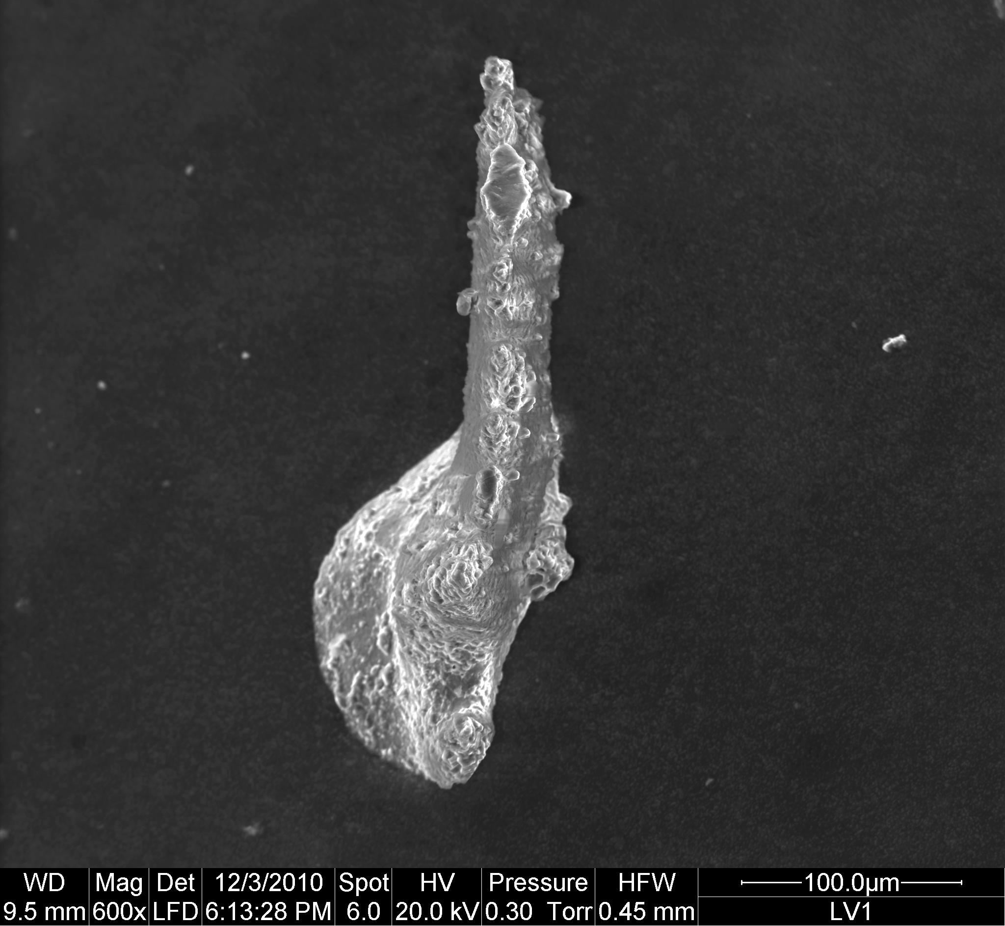 Preparato per microscopio (fossile, associazione fossile)