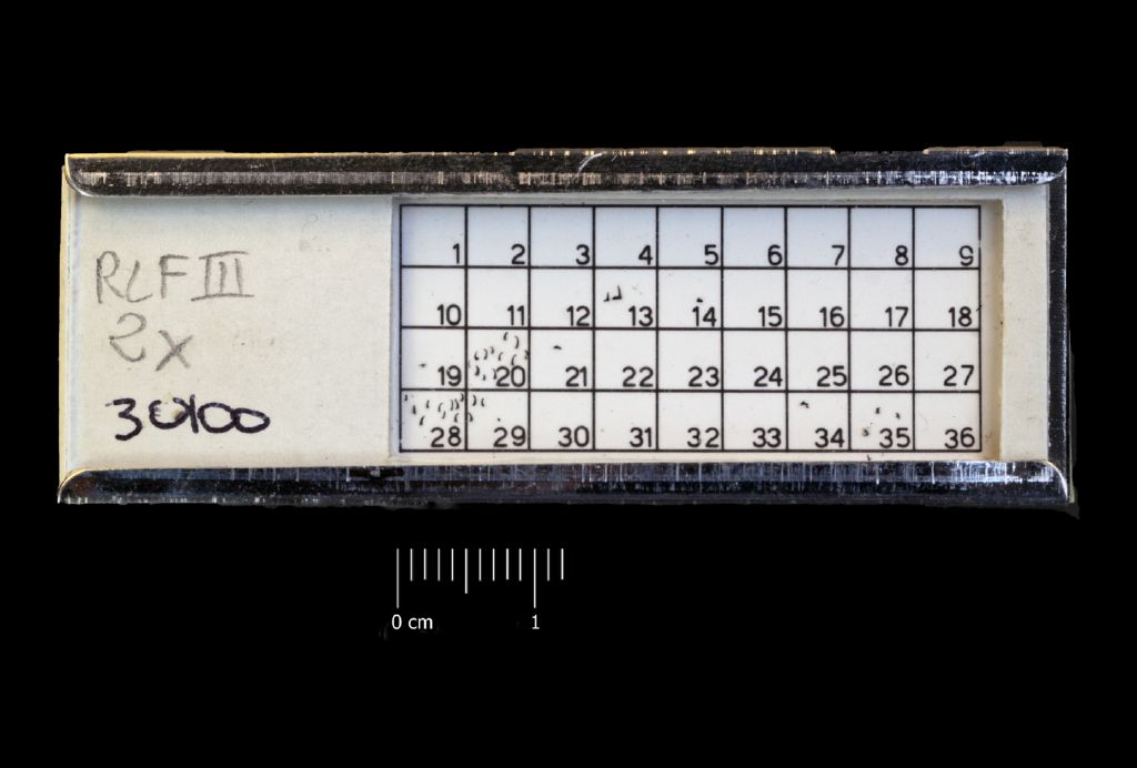 Preparato per microscopio (fossile, associazione fossile)