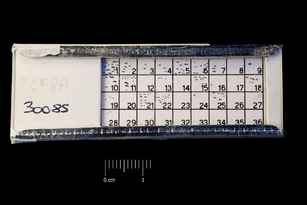 Preparato per microscopio (fossile, associazione fossile)