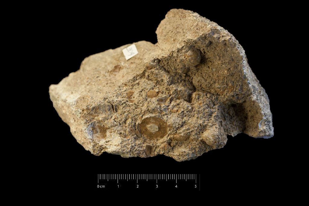 Fossile (invertebrato, associazione fossile)