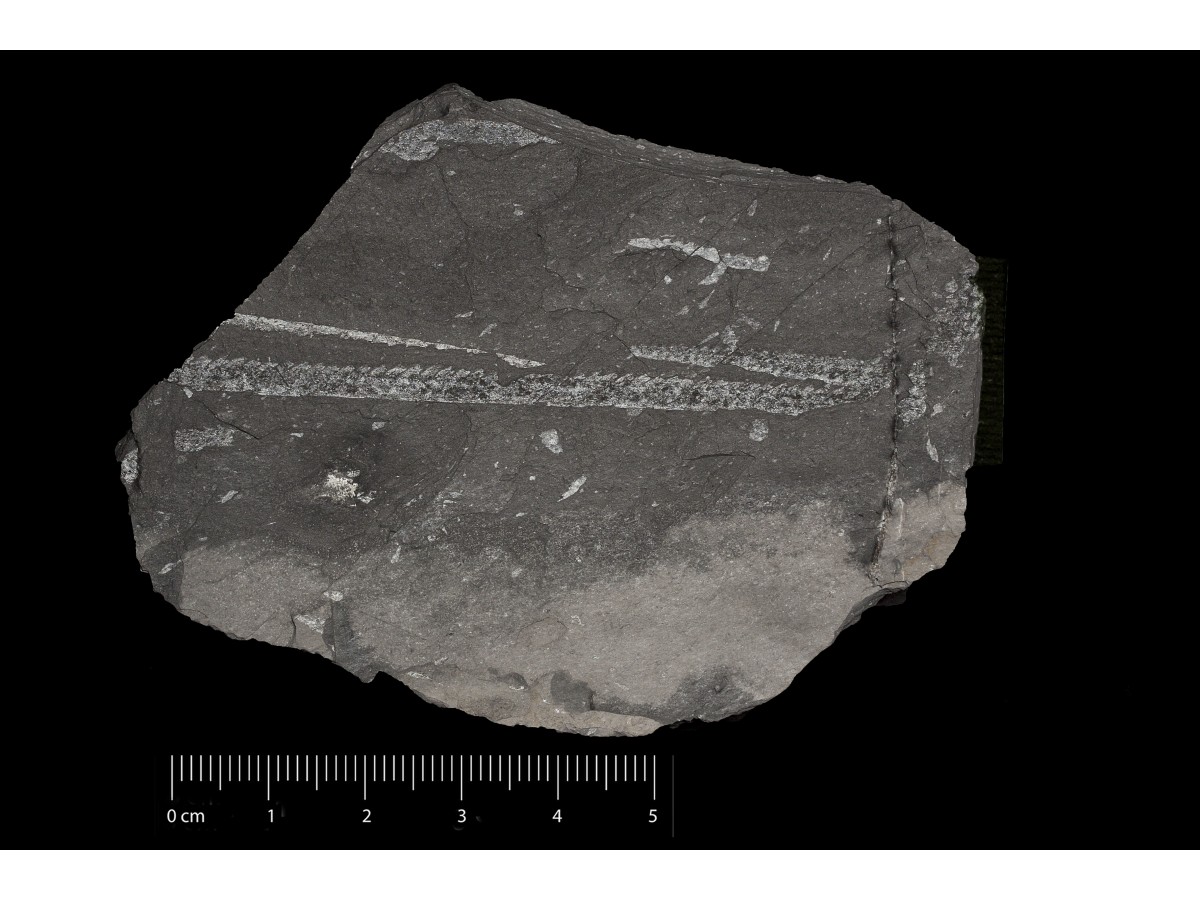 Fossile (invertebrato, associazione fossile)