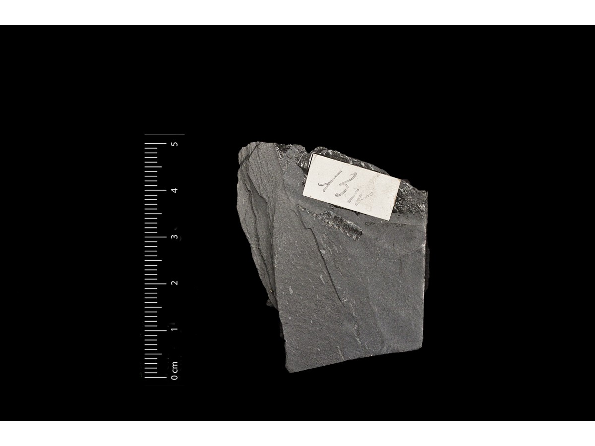 Fossile (invertebrato, associazione fossile)