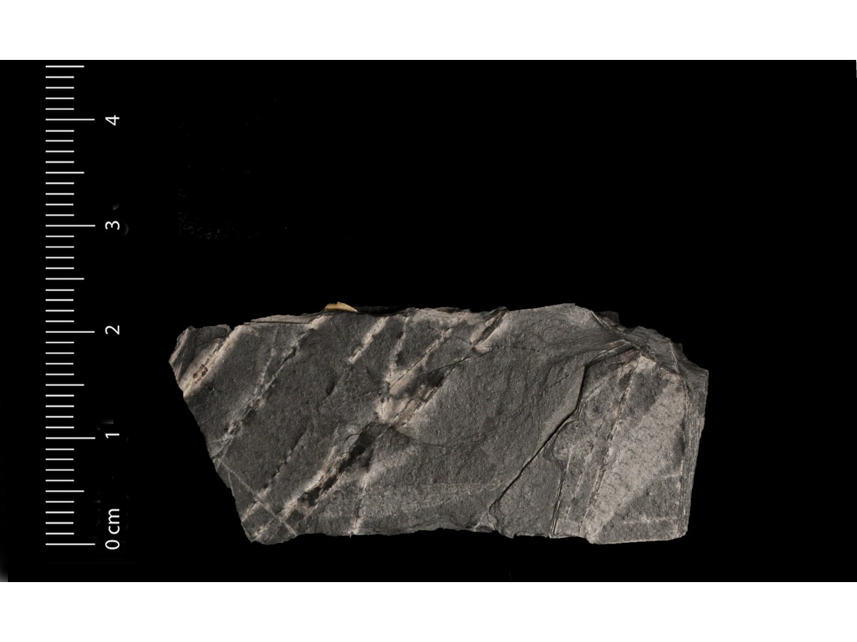Fossile (invertebrato, associazione fossile)
