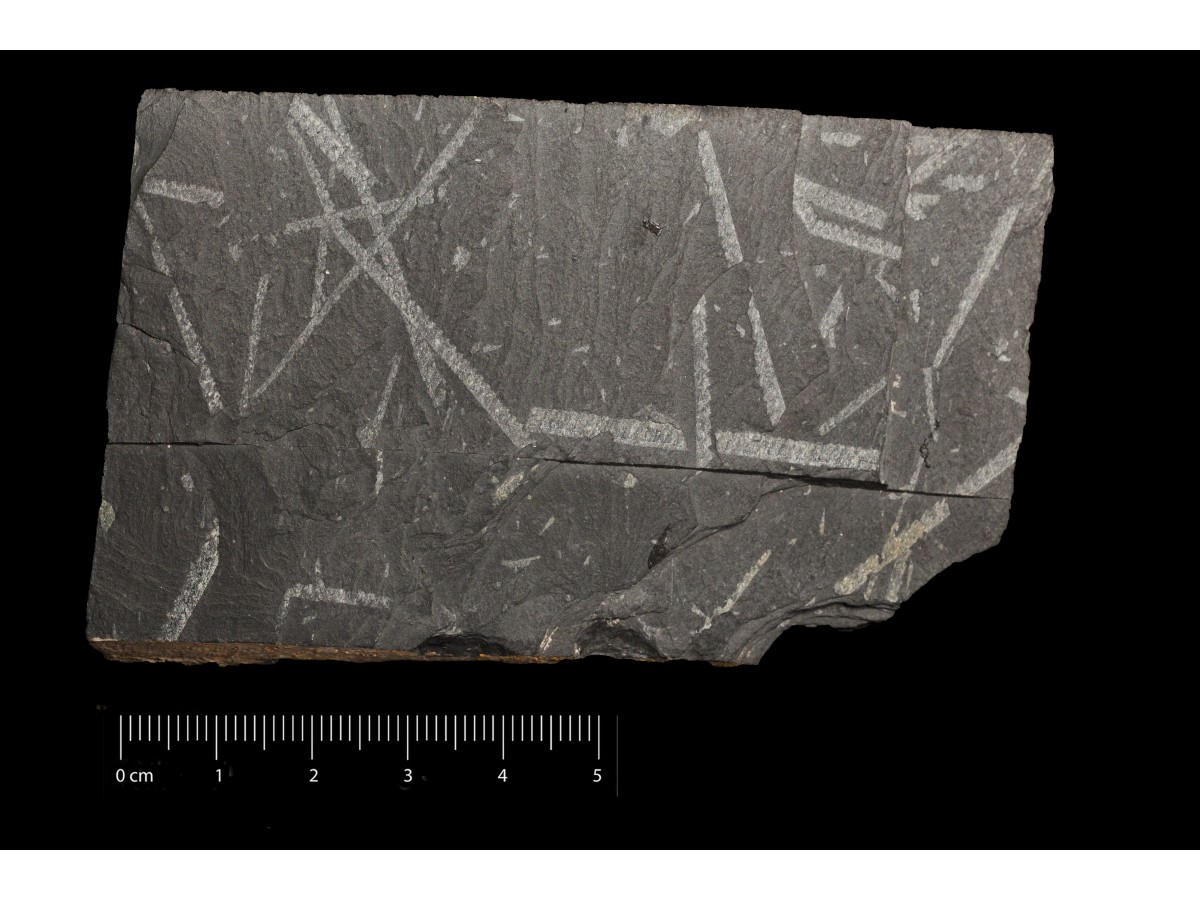 Fossile (invertebrato, associazione fossile)
