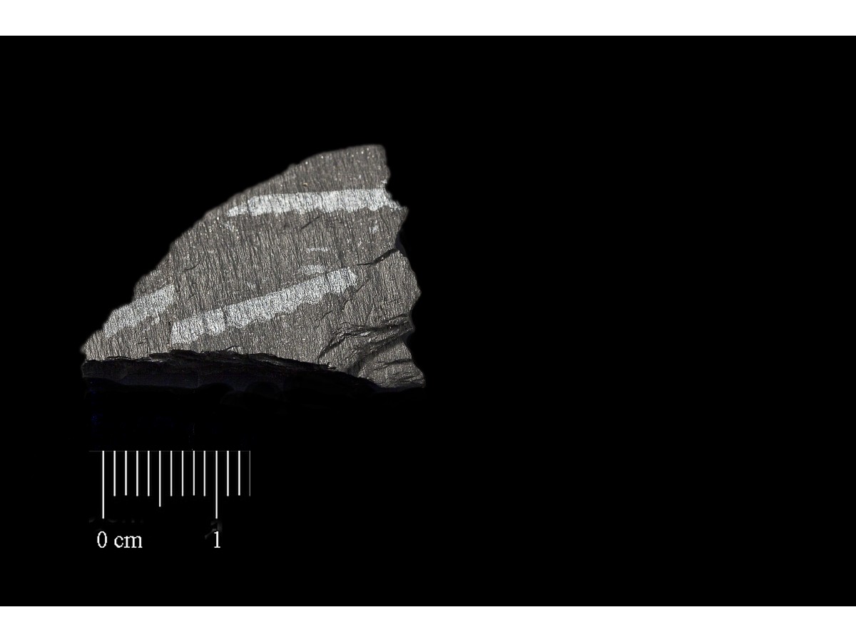 Fossile (invertebrato, associazione fossile)