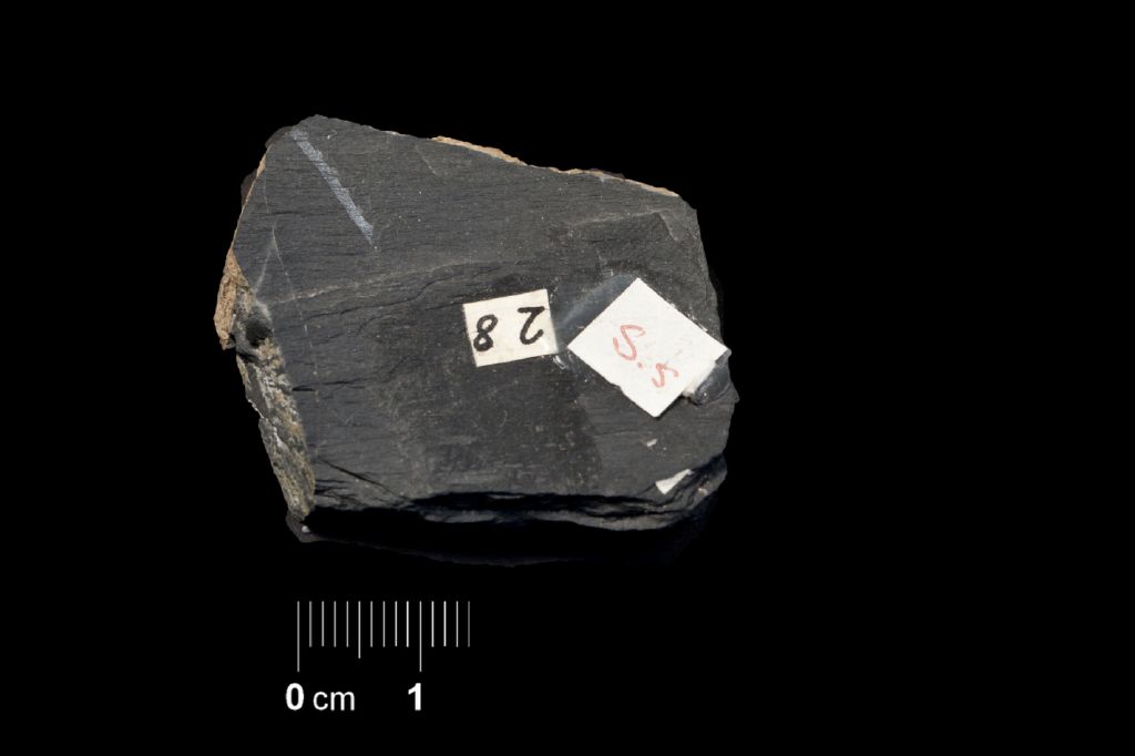 Fossile (invertebrato, associazione fossile)